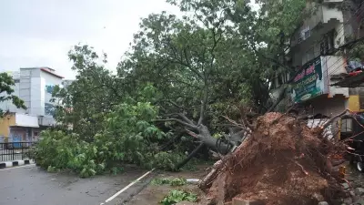 Bengaluru's Four-Day Rain and Wind Fells 476 Trees Across City