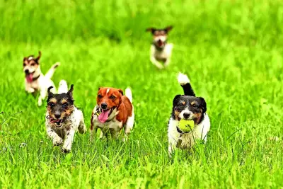 Bengaluru's Pet-Friendly Weekend Scene: Parks, Cafes, and Day Camps