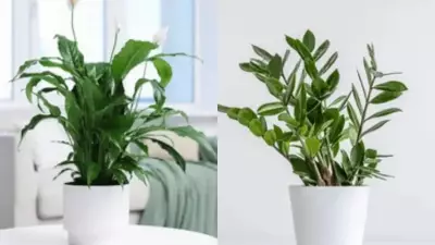 Best Desk Plants for Positive Energy: Boost Mood and Productivity at Work