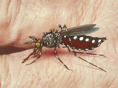 Bihar District to Observe Dengue Day on May 16 for Awareness