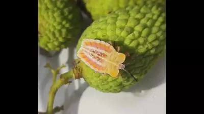 Bihar Forms Task Force to Combat Invasive Litchi Stink Bug Threat