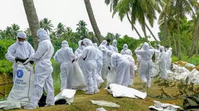 Bird Flu Outbreak in Maharashtra's Navapur, Culling Underway