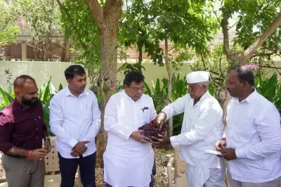 California Grape Variety Arra-36 Transforms Farming in Vijayapura