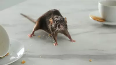 Can Common Mice Found in Homes and Gardens Spread Hantavirus?