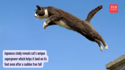 Cats' Spine Superpower: Why They Always Land on Their Feet Revealed