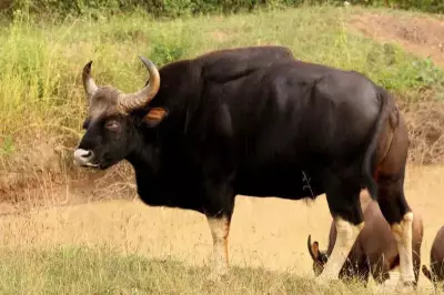 Chikkamagaluru Forest Dept to Launch First Gaur Relocation Operation