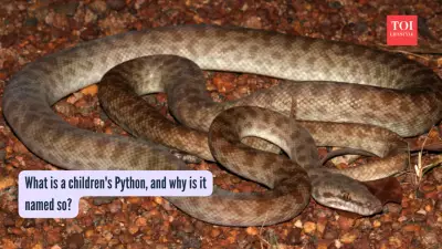 Children's Python: A Non-Venomous Australian Pet Snake with No Fangs