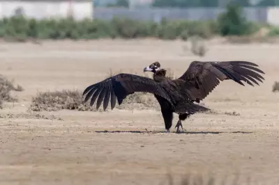 Cinereous Vulture Treated in MP Flies 3000 km to Uzbekistan After Recovery