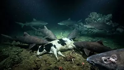 Deep-Sea Mission Reveals Pacific Sleeper Sharks' Hidden World