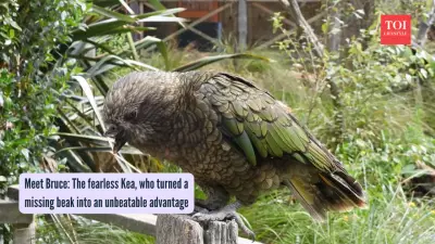 Disabled Kea Parrot Becomes Alpha Male Using Beak Jousting Move