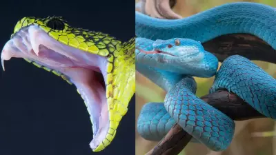 Discover the World's Most Stunning and Beautiful Snakes