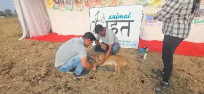 Dog Rescued After Four Years with Kettle Stuck Around Neck in Belagavi