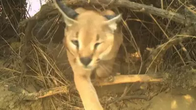 Endangered Caracal Conservation Efforts Underway in Jaisalmer's Shahgarh Region