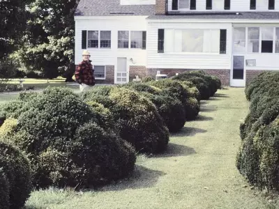 Evergreen Shrubs for Front Entry: Year-Round Garden Structure and Beauty