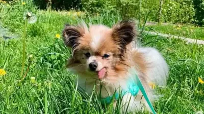French Alps Papillon Dog Lazare, Aged 30, Becomes World's Oldest Living Dog