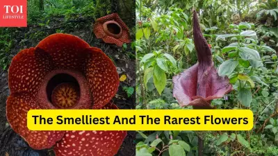 From Corpse Flower to Ghost Orchid: 7 Unique Flower Species That Draw Travelers