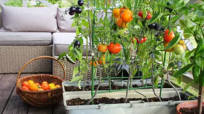 From Peels to Plenty: A Journey of Home Gardening and Growth