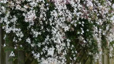 Garden Plants That May Attract Snakes and Scorpions