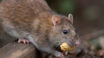 Hantavirus Alert: Smart Ways to Keep Rats Out of Your Home This Summer