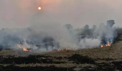 Haryana to Use Satellite Surveillance to Curb Stubble Burning Incidents