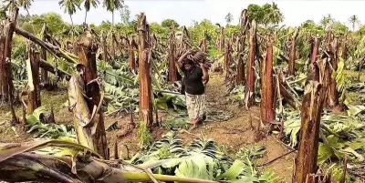 Heavy Rain Damages Crops in Dindigul, Farmers Seek Compensation