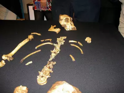 How a 9-Year-Old Boy’s Discovery Redefined Human Evolution