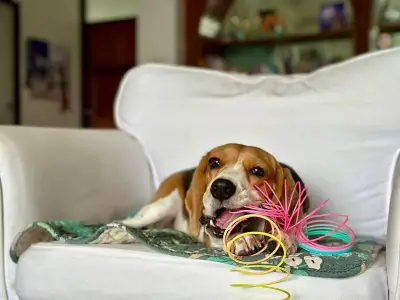 How a Wartime Engineering Observation Created the Beloved Slinky Toy
