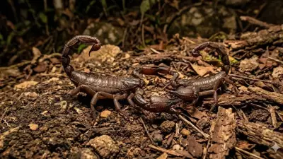 How Scorpions Survive Extreme Conditions Through Slow Metabolism and Efficiency