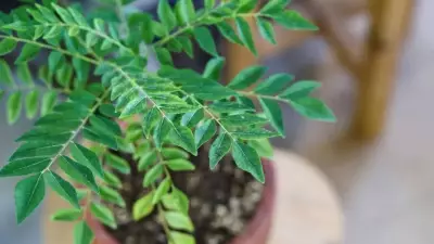 How to Grow Curry Leaves Successfully Without Killing the Plant