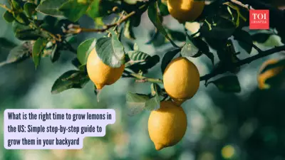 How to Grow Lemons in Your Backyard: A Complete Guide