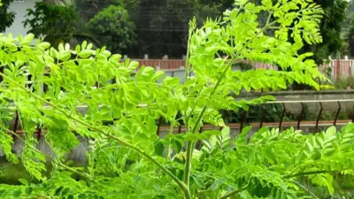 How to Grow Moringa Tree at Home: Simple Step-by-Step Guide for Beginners
