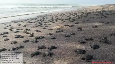 IISc, Dakshin Foundation to Study Sex Ratio of Olive Ridley Hatchlings in Odisha