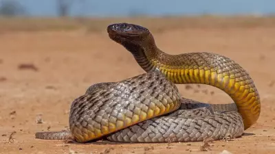 Inland Taipan: Identifying the World's Most Venomous Snake