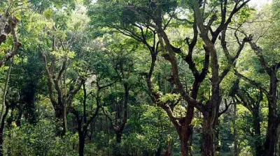 Karnataka Forest Officer Suspended for Aiding Illegal Tree Felling
