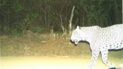 Karnataka Leopard Hunt: Combing Operation Enters Fourth Day with Drones and Cages