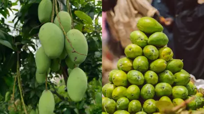 Langra Mango: The Story Behind Its Unusual Name and Cultural Significance