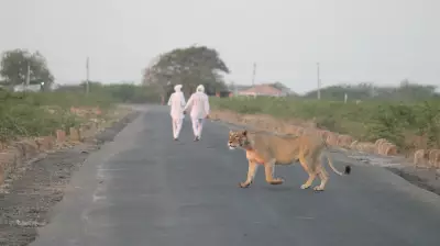 Life on the Edge: Living with Lions in Gujarat's Amreli