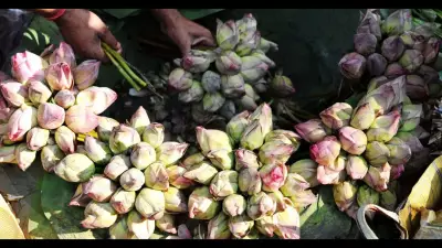 Lotus Sales Spike in Kolkata Markets After BJP's West Bengal Win