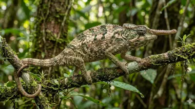 Madagascar's Pinocchio Chameleon Revealed as New Species After 150-Year Misidentification