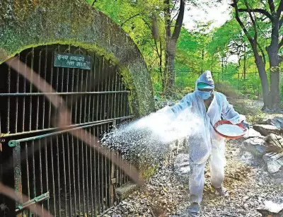 Maharajbagh Zoo on High Alert After Tiger Deaths, Bird Flu Outbreaks