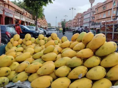Mango lovers in Jaipur face limited choices due to unseasonal weather, full arrival after May 15