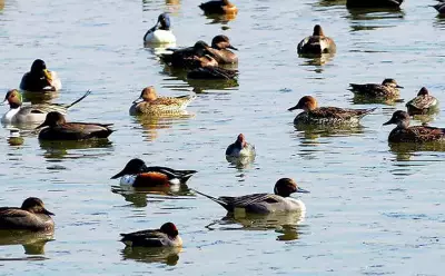 Migratory bird numbers decline sharply in Bihar wetlands over decades