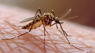 National Dengue Day 2026: Symptoms, Warning Signs, Treatment and Prevention