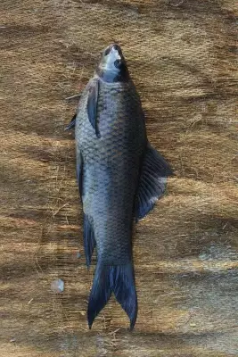 New freshwater fish species Labeo kaage discovered in Cauvery River basin