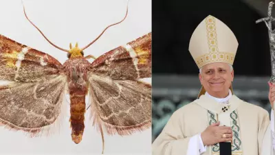 New Moth Species Named After Pope Leo XIV Discovered in Crete