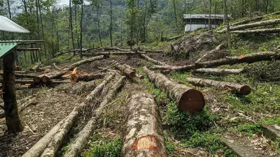 NHAI Proposes to Clear 560 Trees for Five Different Projects