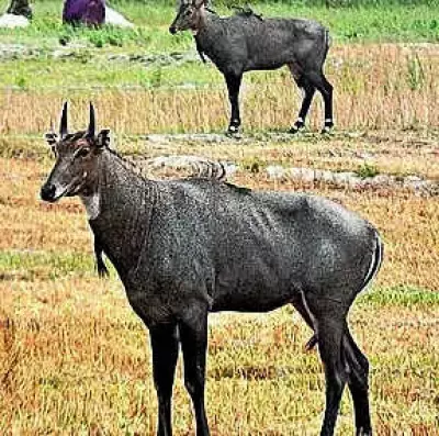Nilgai killed by villagers in Chhattisgarh forest range, two arrested