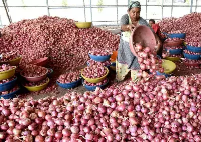 Onion Price Drop Worries Farmers, Demand Rs 1,500/Quintal Grant