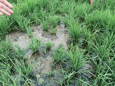 Punjab Holds State-Level Online Session on Rice Dwarfing Disease