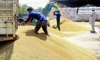 Punjab wheat procurement nears completion, 98% arrived in mandis